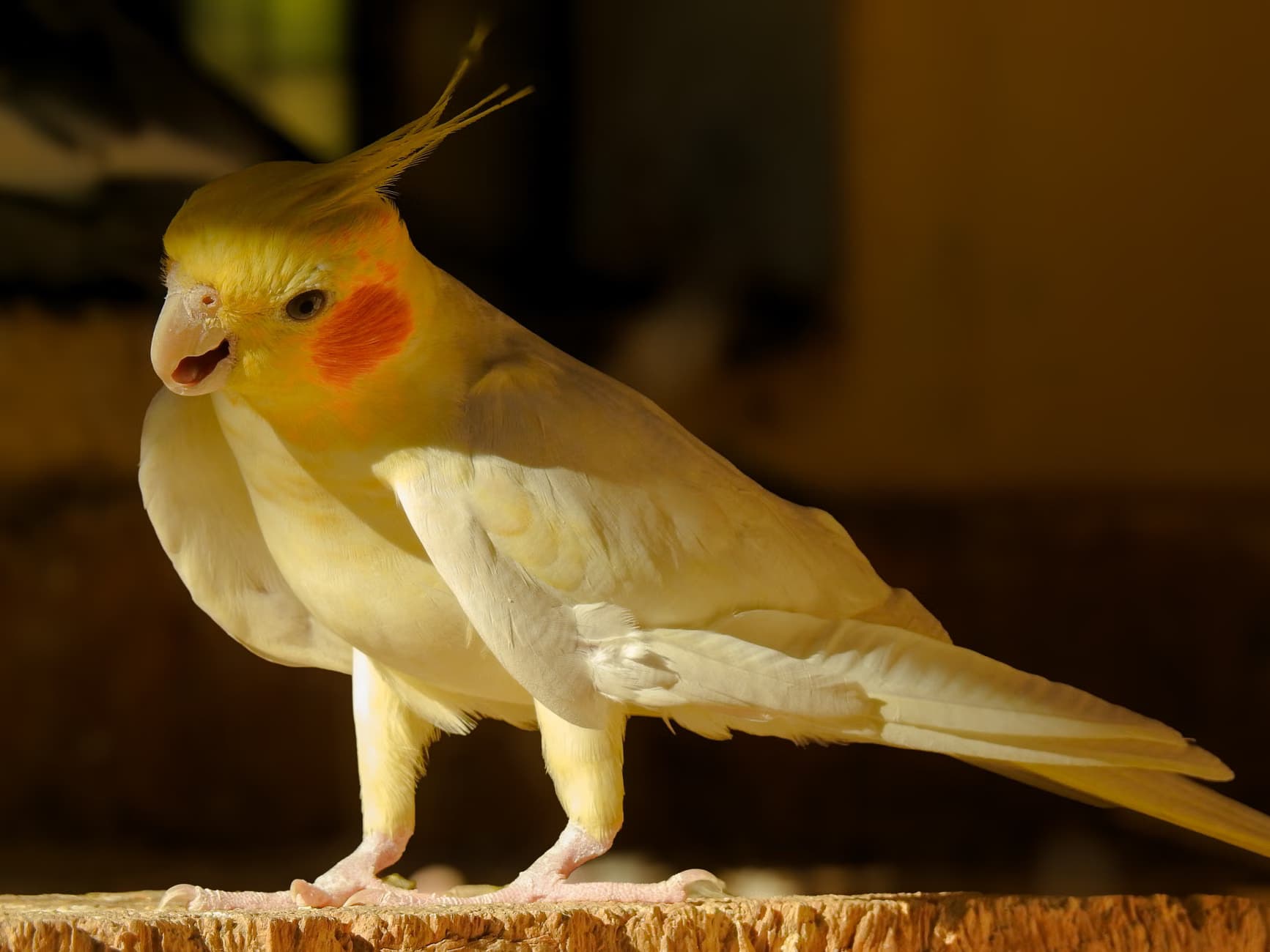 A beloved pet